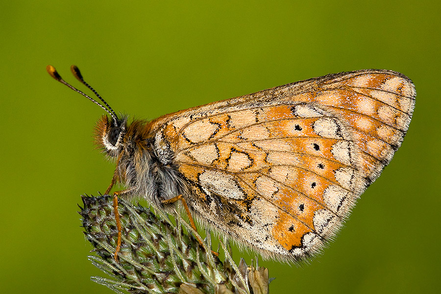 Euphydryas aurinia